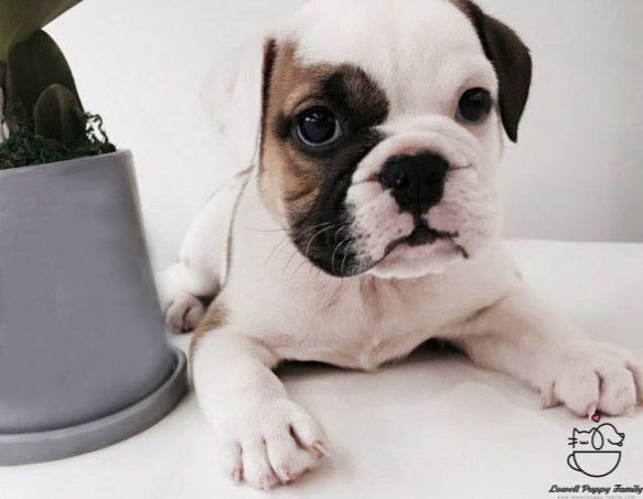 English Bulldog Male [Amber] - Lowell Teacup Puppies inc