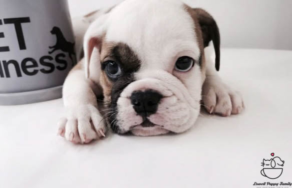 English Bulldog Male [Amber] - Lowell Teacup Puppies inc