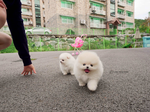 Estin / Teacup Pomeranian Female [Caramel sold out &Macchiato sold out]