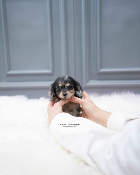 Mini Dachshund Female [Molly]