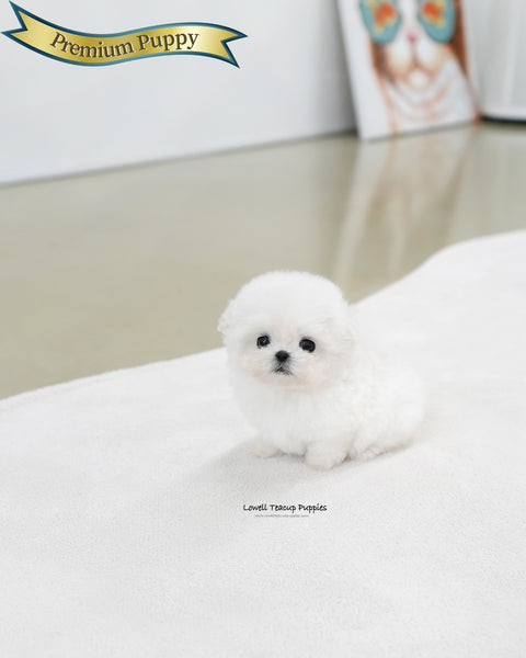 Teacup Bichon Frise Female [Celine]