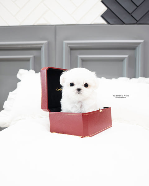 Teacup Maltese Male [Snow]