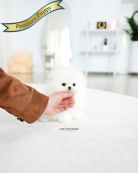 Teacup Pomeranian Male [Marshmallow]
