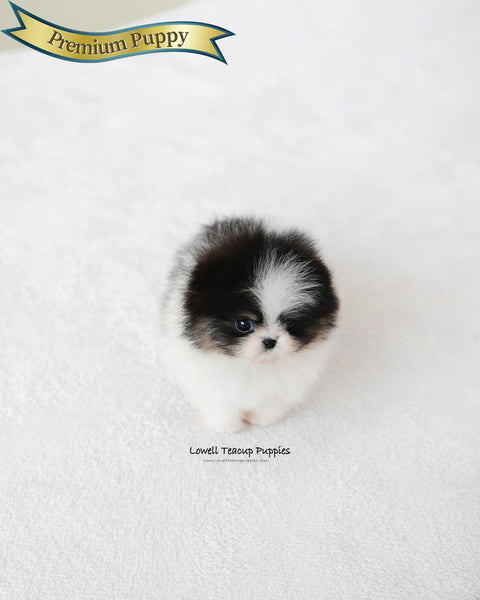 Teacup Pomeranian Female [Sage]