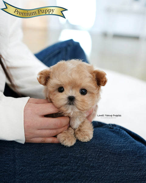 Teacup Maltipoo Male [Manon]