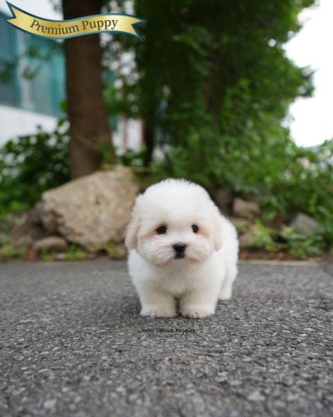 Mini Coton de Tulear Male [Goofy]