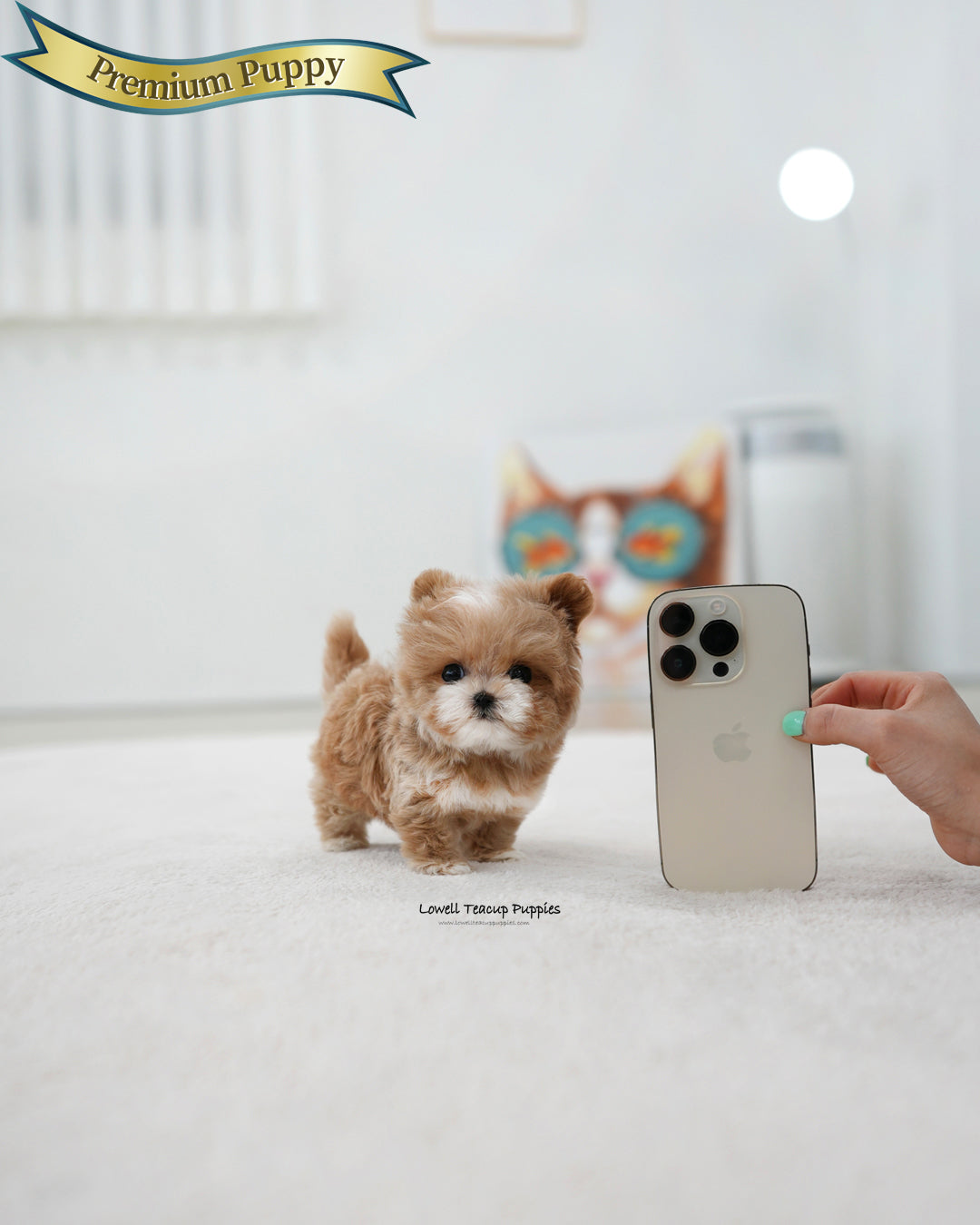 Teacup Maltipoo Male [Mickey]