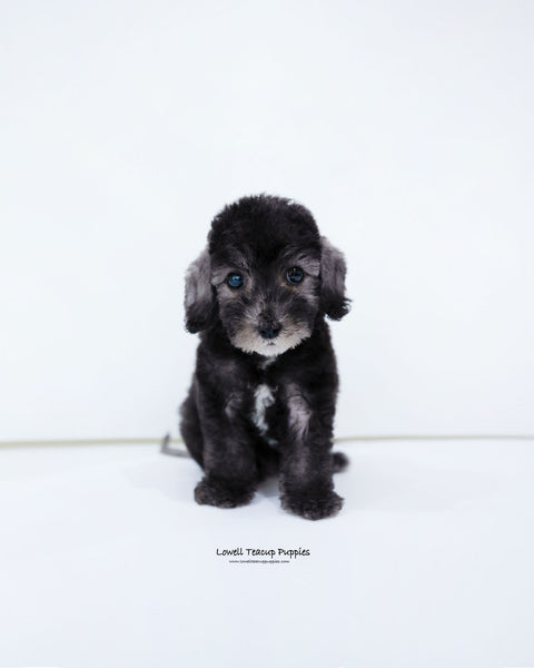 Mini Bedlington Terrier Female [Ring]