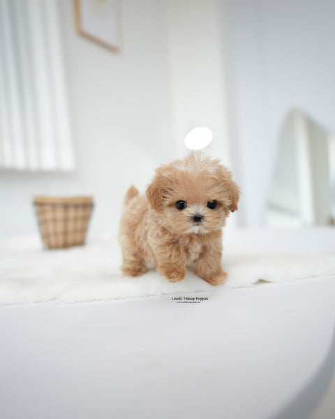 Teacup Maltipoo Female [Bambi]