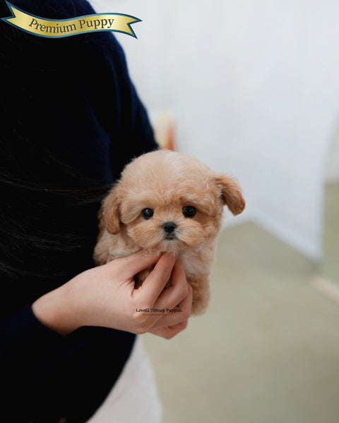 Teacup Maltipoo Male [Isaac]