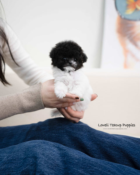 Teacup Poodle Male [Zaid]