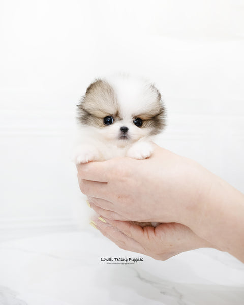 Teacup Pomeranian Male [Fubao]