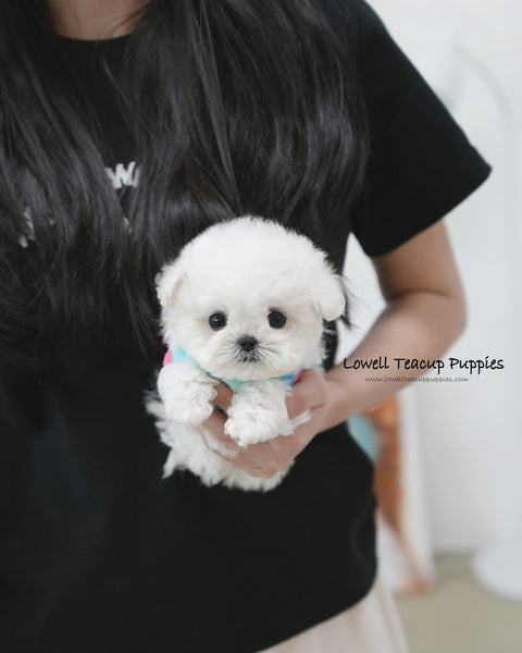 Teacup Bichon Frise Male [Buddy]