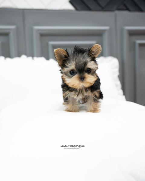 Teacup Yorkie Male [Bailey]