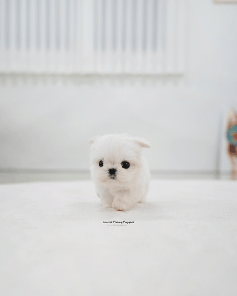 Teacup Maltese Male [Tayo]