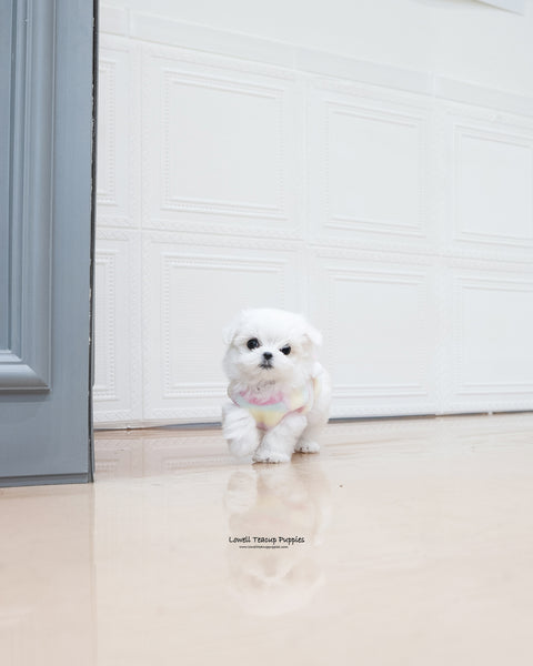 Teacup Maltese Female [Kassia]