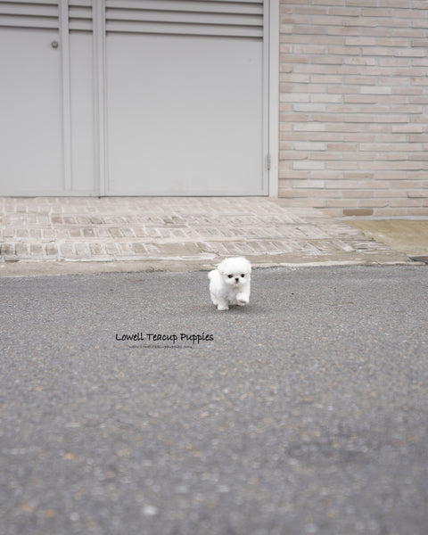 Teacup Maltese Male [Tayo]