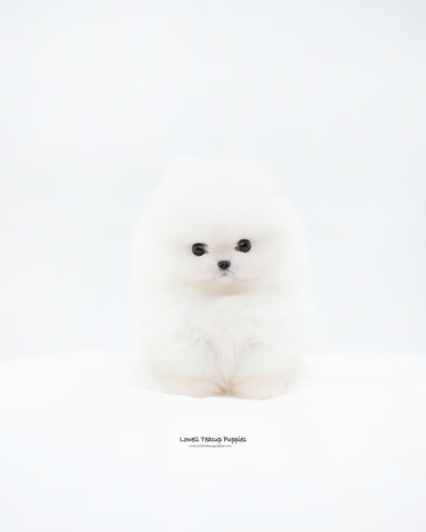 Teacup Pomeranian Male [Mickey]