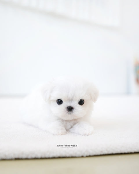 Teacup Maltese Male [Noel]