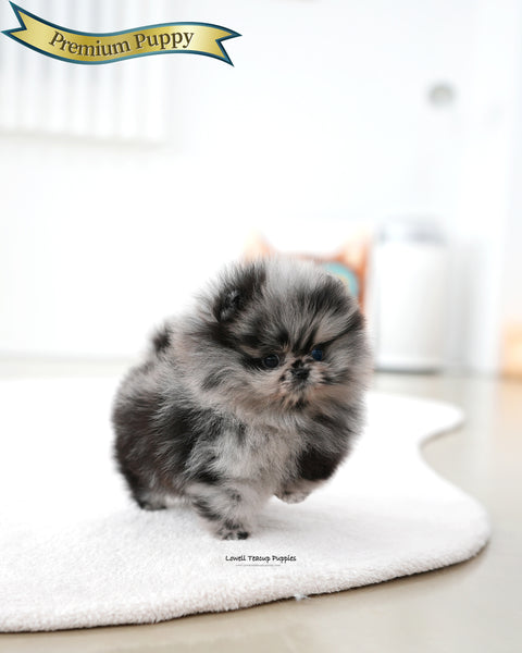 Teacup Pomeranian Female [Paris]