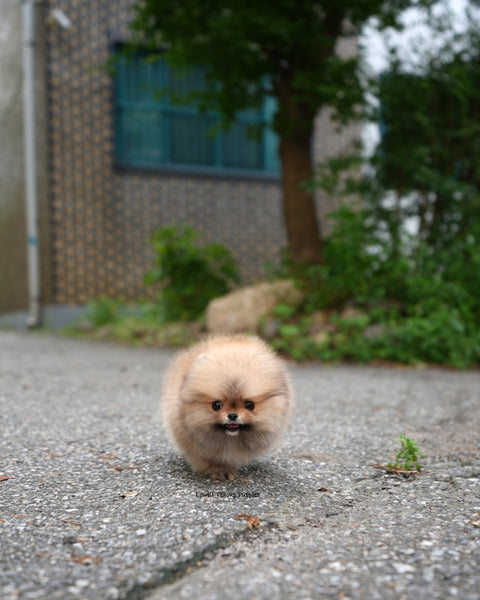 Teacup Pomeranian Male [Berry]