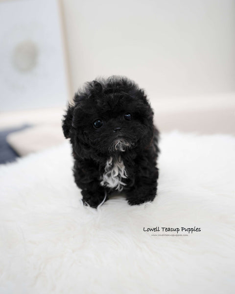 Teacup Poodle Male [Mael]