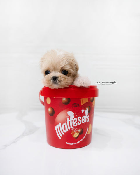 Teacup Maltipoo Male [Dicaprio]