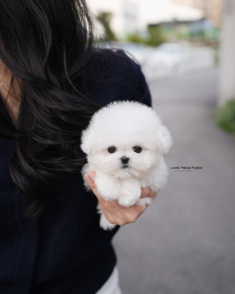Teacup Bichon Frise Male [Ben]