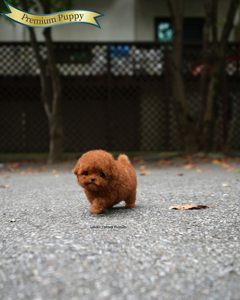 Teacup Poodle Male [Jules]
