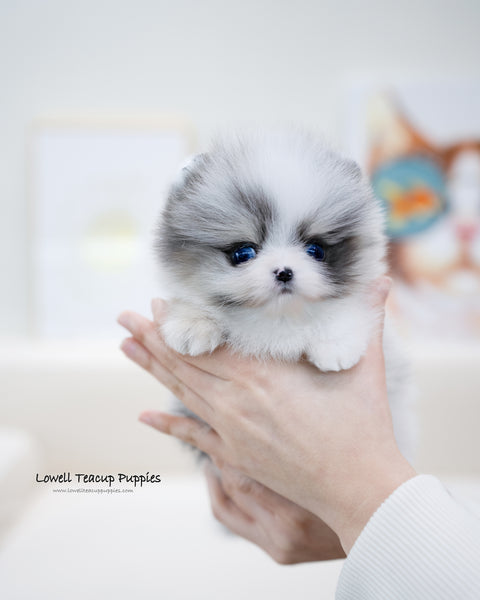 Teacup Pomeranian Female [Peach]