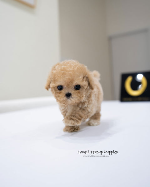 Teacup Poodle Male [Jace]