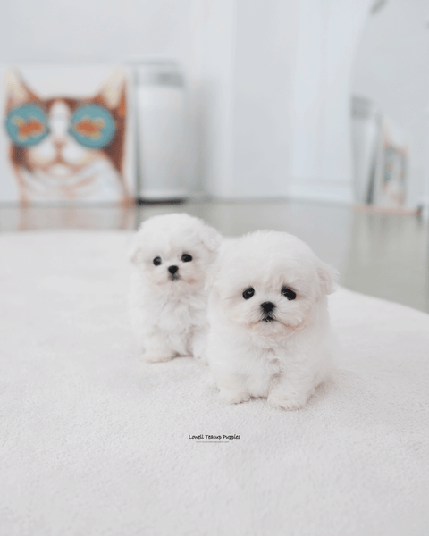 Teacup Bichon Frise Male [Max]
