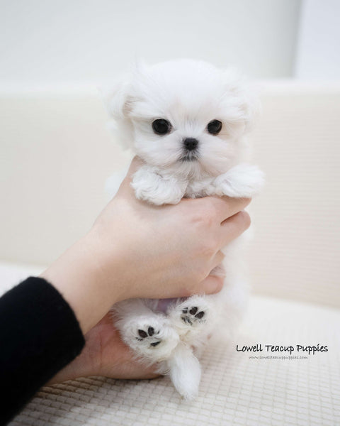 Teacup Maltese Male [Terry]