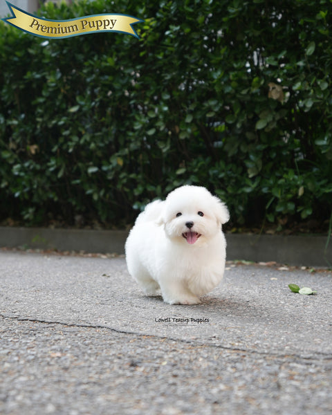 Mini Coton de Tulear Male [Papou]