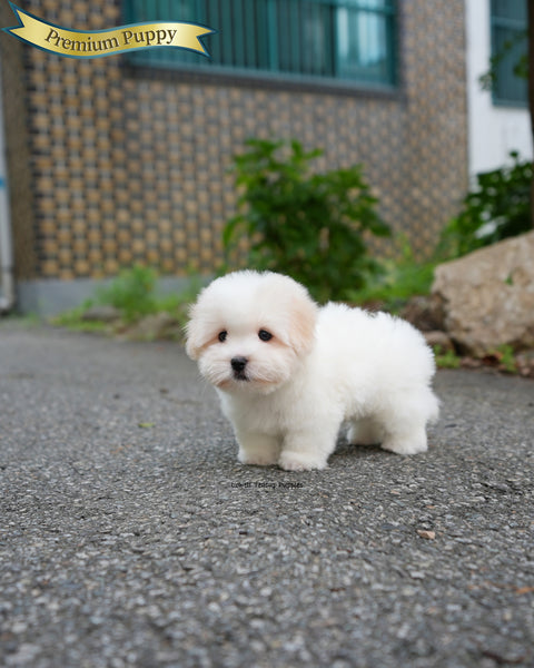 Mini Coton de Tulear Male [Goofy]