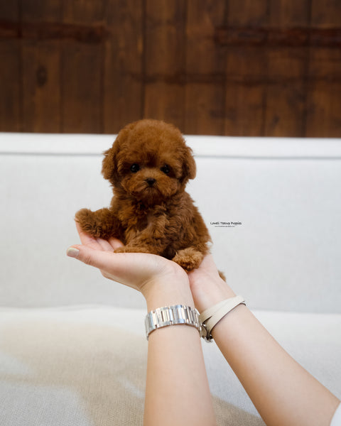 Teacup Poodle Female [BOBO]