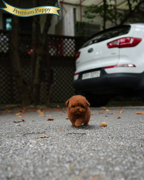 Teacup Poodle Male [Jules]