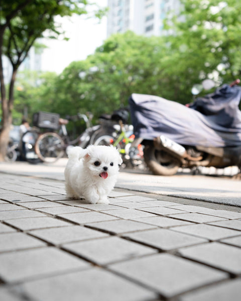 Teacup Maltese Male [Asher]