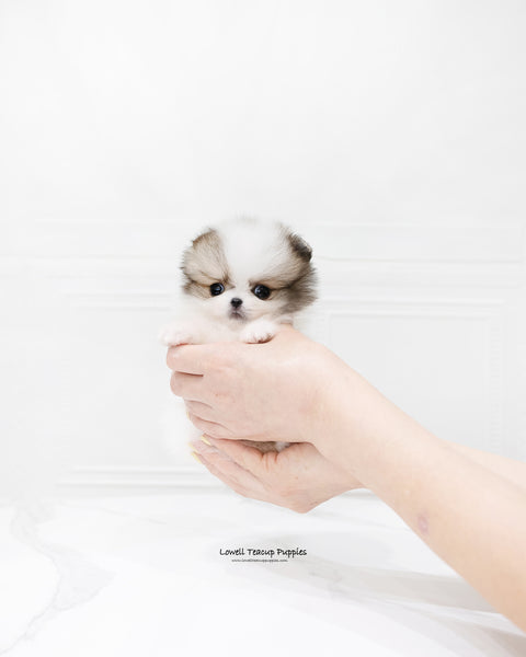Teacup Pomeranian Male [Fubao]