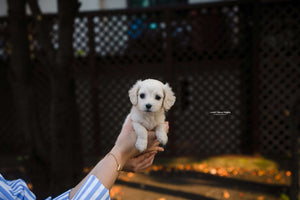 Teacup Dachshund Female [Lily] - Lowell Teacup Puppies inc