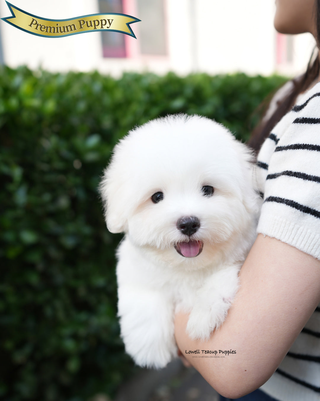 Mini Coton de Tulear Male [Papou]