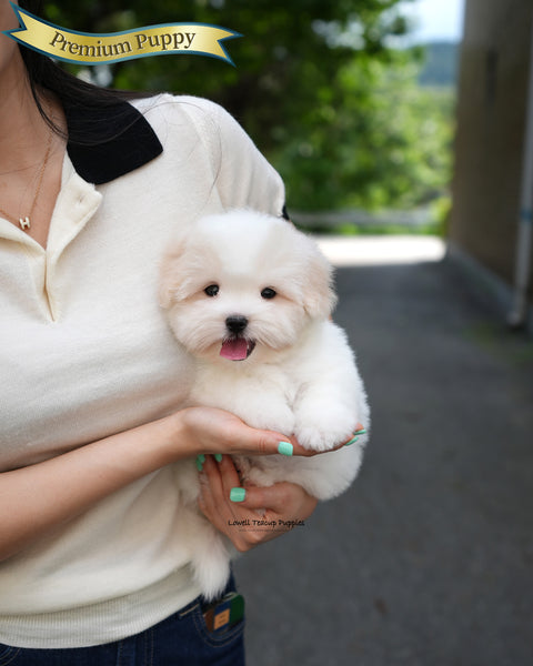 Mini Coton de Tulear Male [Goofy]