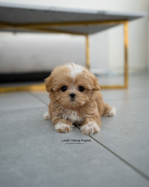 Teacup Maltipoo Male [Eden]