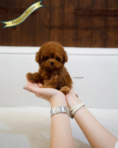 Teacup Poodle Female [BOBO]