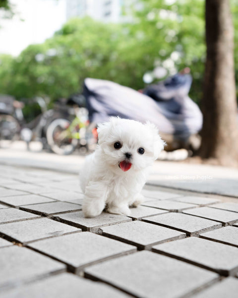 Teacup Maltese Male [Asher]