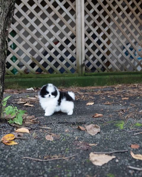 Teacup Pomeranian Female [Nora]