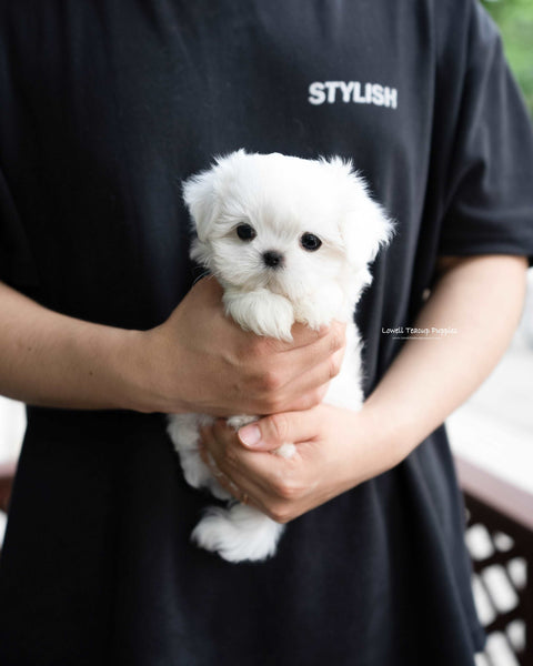 Teacup Maltese Male [Asher]