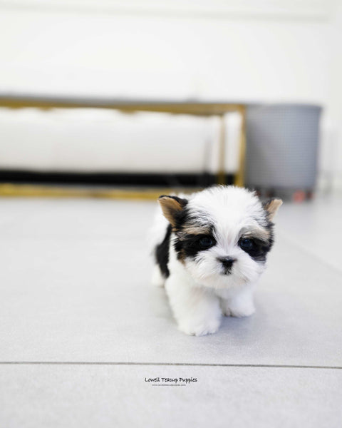 Teacup Biewer Terrier Male [Gabriel] - Lowell Teacup Puppies inc