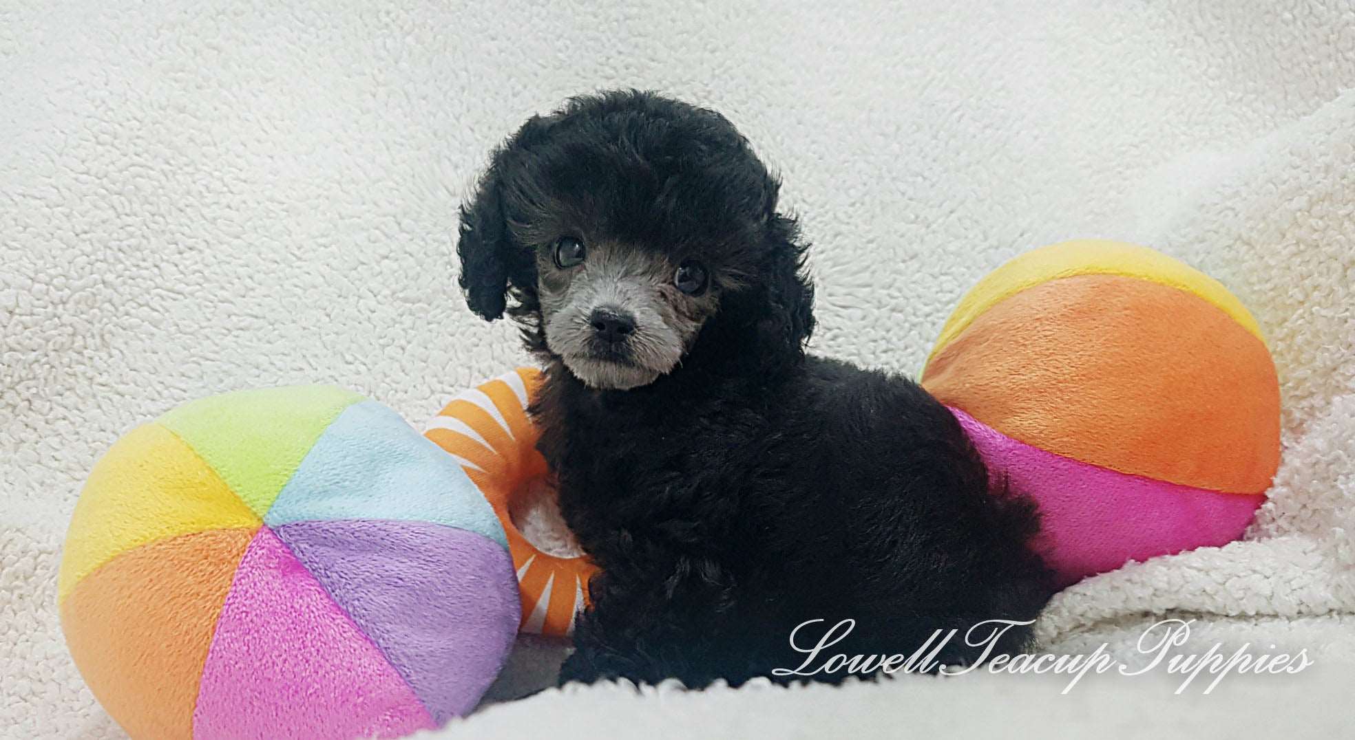 Teacup Poodle Male [Teddy] - Lowell Teacup Puppies inc