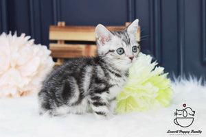 American shorthair Female [Ria]